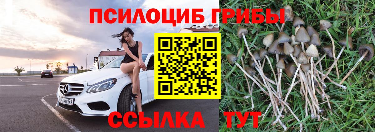 Псилоцибиновые грибы Psilocybine cubensis Дивногорск